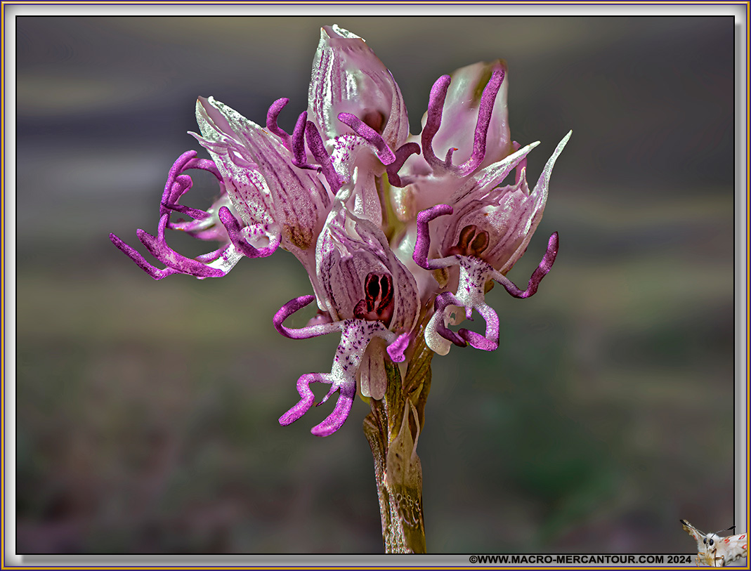 Orchis Singe